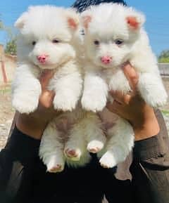 Russian Puppies for sale 1