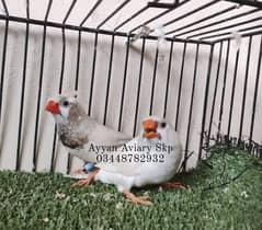 Penguin,3b,yellow Beak,orange , snowwhite Mutation Finch exi size