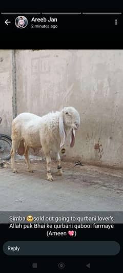 Palai service available for gaiat and sheep in reasonable price