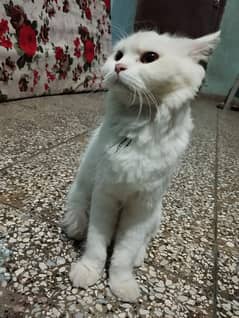 pure Persian cat doll face