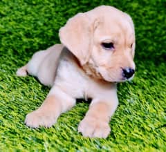British Labrador puppies for sale