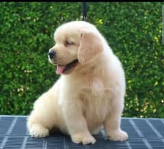 Golden retriever imported pedigree puppies/puppy for sale