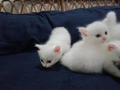 Persian doll face baby cat's for sale.