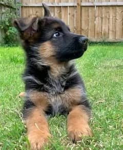 Adorable German Shepherd Pups