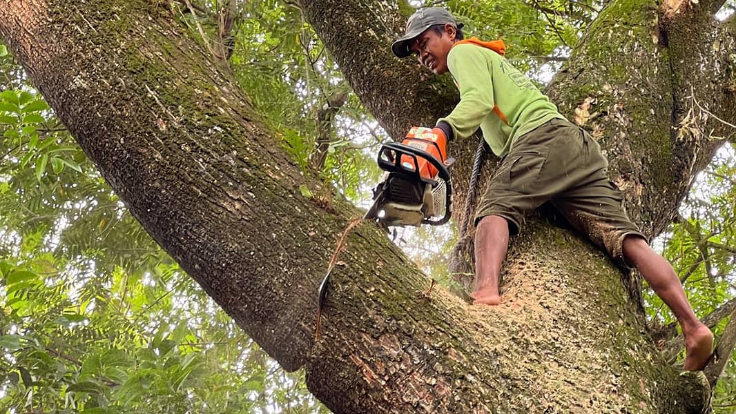 Tree Cutting Service 0