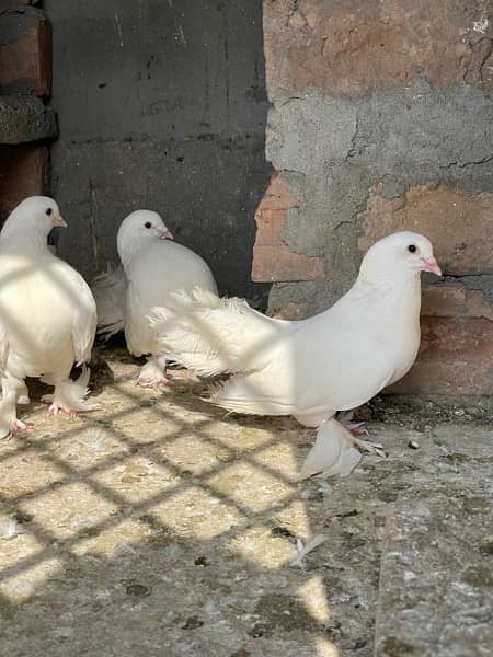 Laka pigeons 4