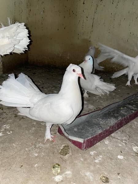 Laka pigeons 8