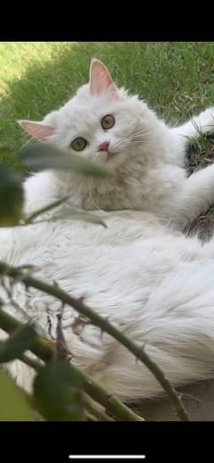 Persian 7 months female