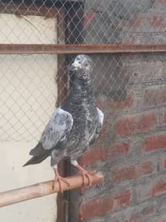 teddy cross piegon  کبوتر