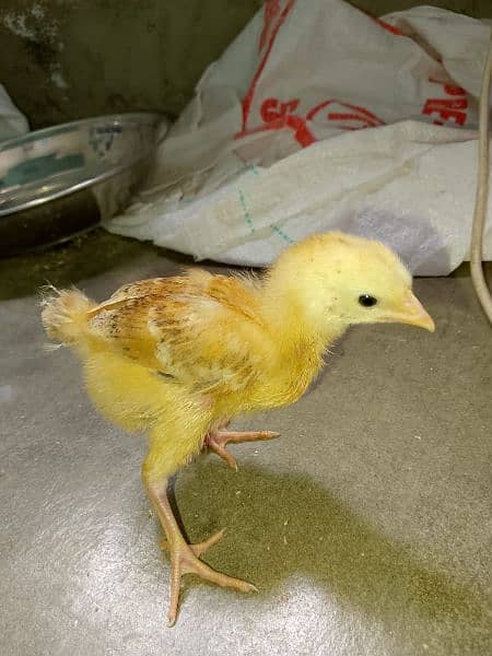 Al zaid poultry service misri chicks available for sale: 0