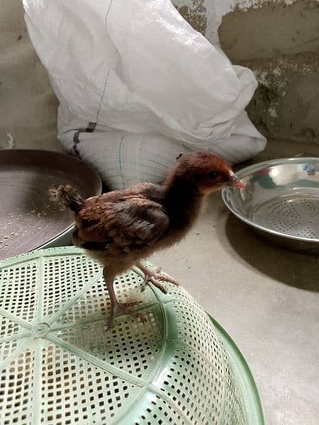 Al zaid poultry service misri chicks available for sale: 3
