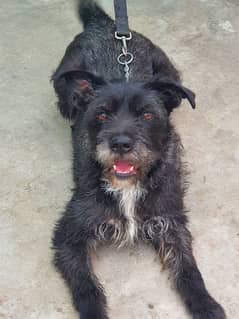 Poodle Terrier Lovely Dog Looking For New Loving Family