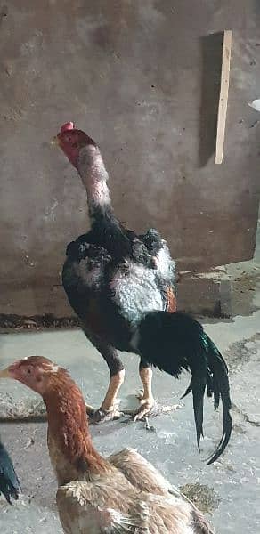 Aseel thai hen & roosters for sale 0