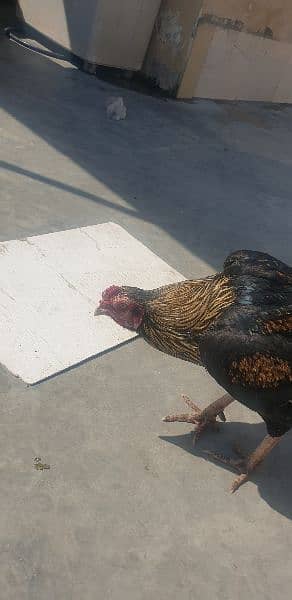 Aseel thai hen & roosters for sale 1