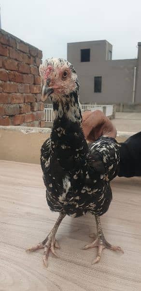 Aseel thai hen & roosters for sale 2
