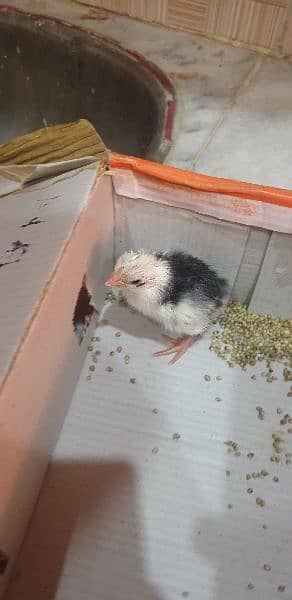 Aseel thai hen & roosters for sale 3