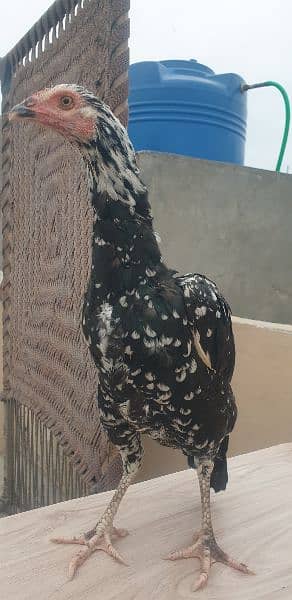 Aseel thai hen & roosters for sale 4