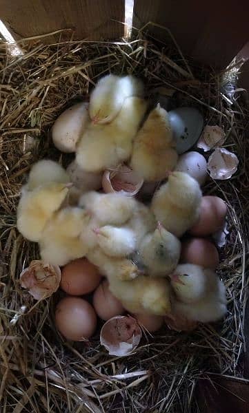 pure muska aseel , hera fertile eggs, chicks in reasonable price 5