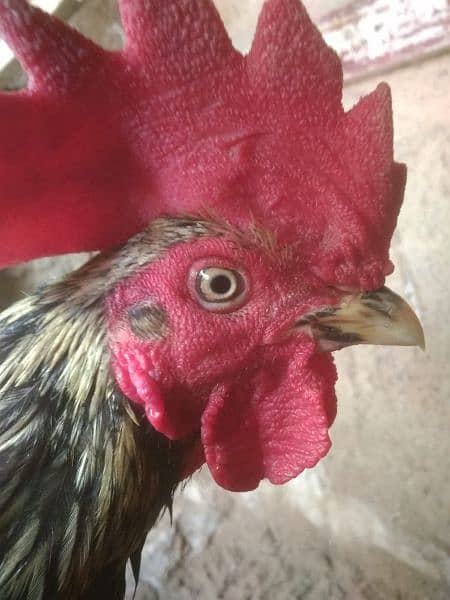 pure muska aseel , hera fertile eggs, chicks in reasonable price 6