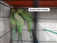 Ring neck Breeder Male x Female 0