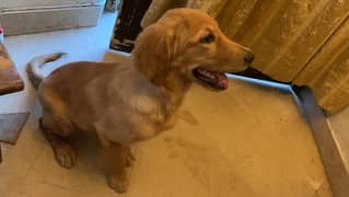 golden retriever male for sale