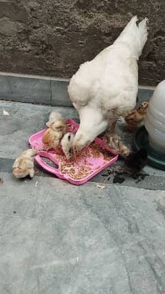 aseel chicks with mother