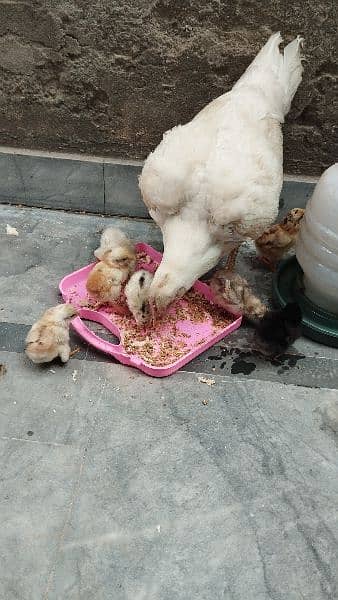 aseel chicks with mother 0