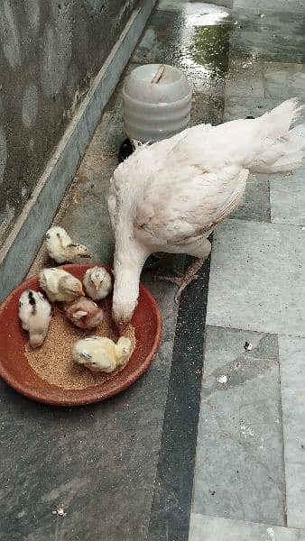 aseel murghi with chicks 0