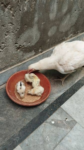 aseel murghi with chicks 1