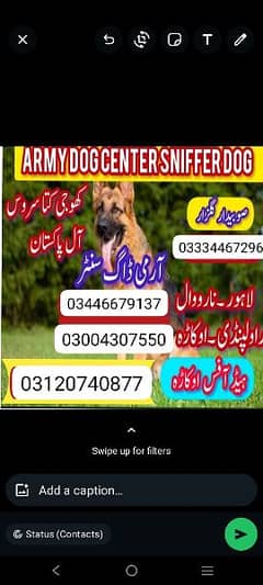 army Dog Center