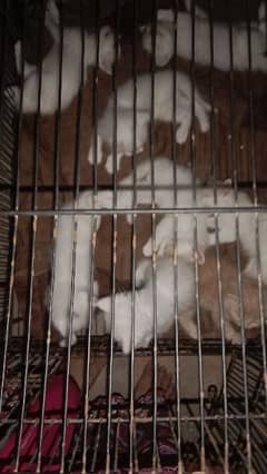 Russian kittens for sale