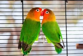 Lovebirds confirm Breeder pairs ! Healthy and active