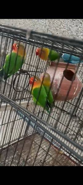 Lovebirds confirm Breeder pairs ! Healthy and active 1