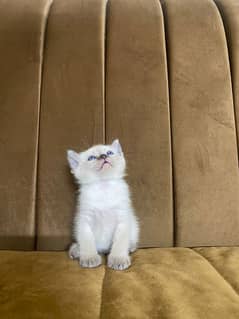 Kitten's up for adoption / Sale
