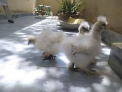 white silky chicks