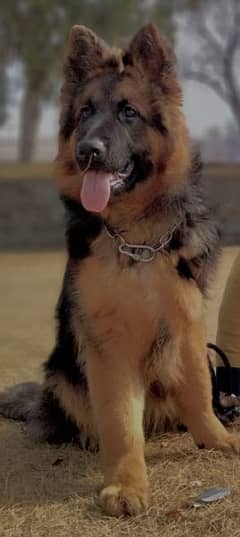 German Shepherd for sale 0