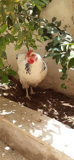 Light sussex breeding pair and aseel madi available for sale