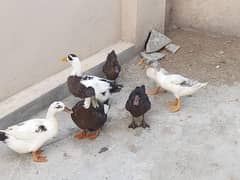 7 ducks for sale