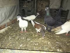 pigeon Sherazi   6 piece with one chick