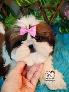 Shihtzu pedigree imported bloodline Shih Tzu with original pictures