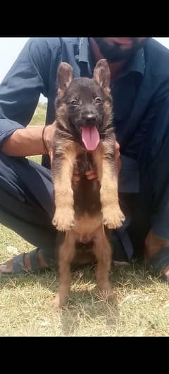 German Shepherd Dog | German Shepherd Double Coat Puppies