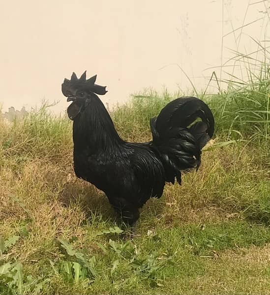 Ayam Cemani chicks 0