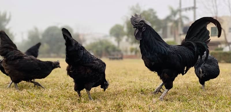 Ayam Cemani chicks 2