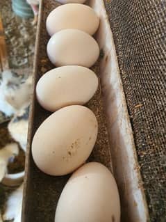 silkie Hens eggs