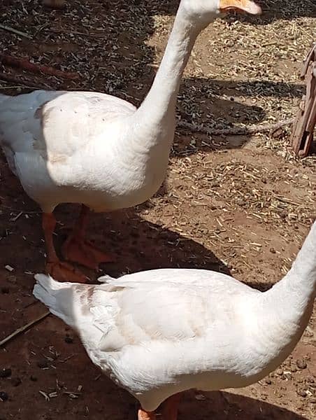 Laying long neck Ducks Pair 1