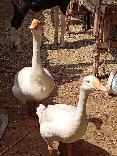 Laying long neck Ducks Pair 2