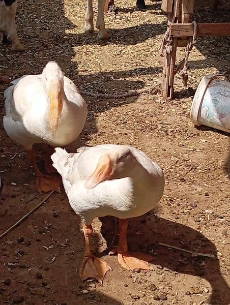 Laying long neck Ducks Pair 3