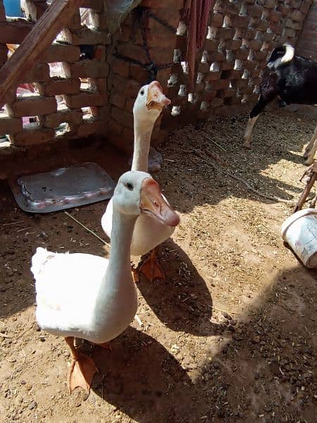 Laying long neck Ducks Pair 4