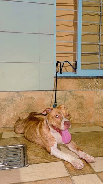 American pitbull pure breed female fully vaccinated 3