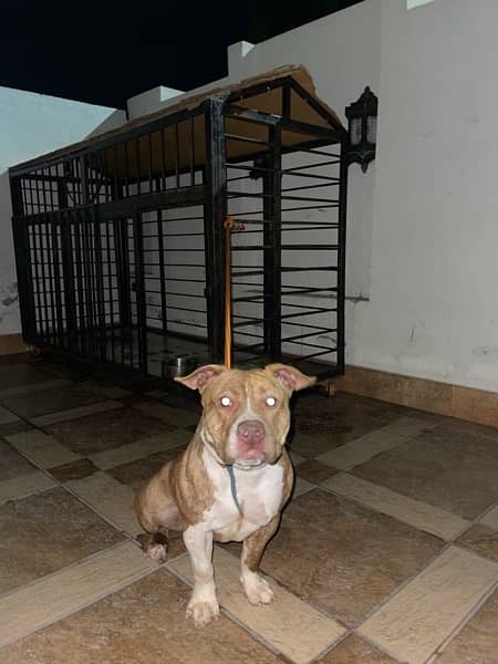 American pitbull pure breed female fully vaccinated 5